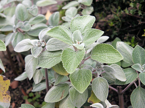 Plectranthus argentatus