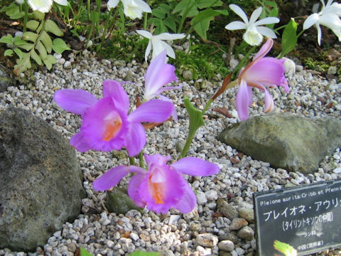 Pleione aurita