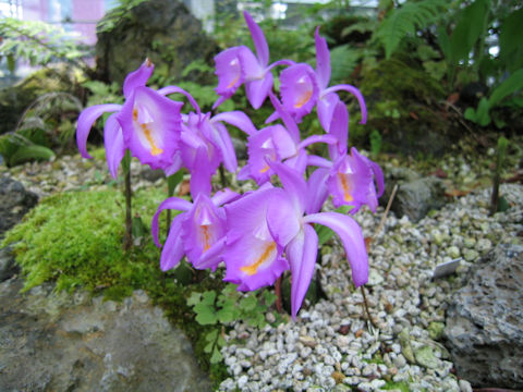 Pleione aurita