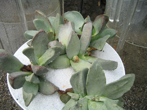 Pleiospilos bolusii