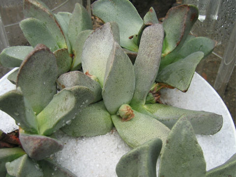 Pleiospilos bolusii