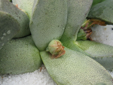 Pleiospilos bolusii