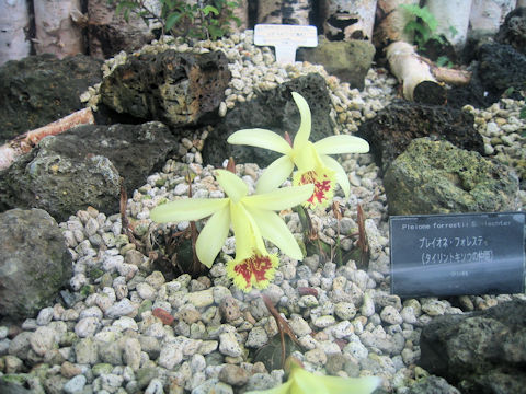 Pleione forrestii