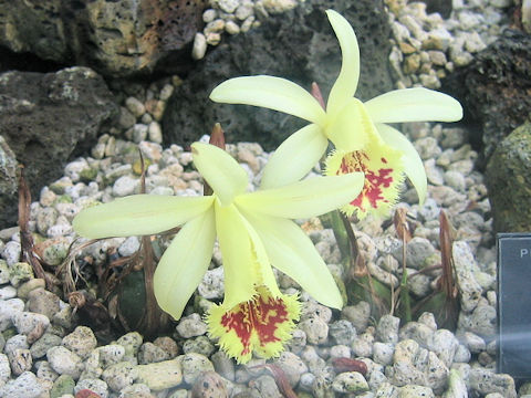 Pleione forrestii