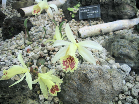 Pleione forrestii