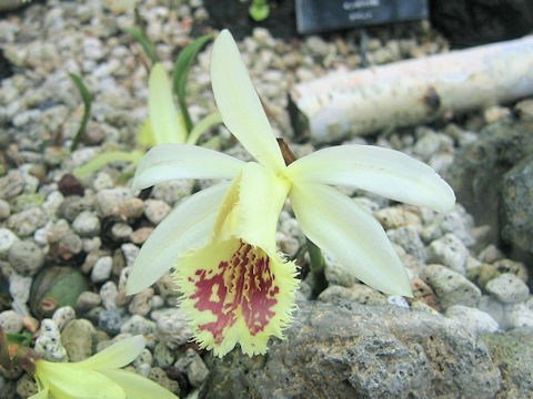 Pleione forrestii