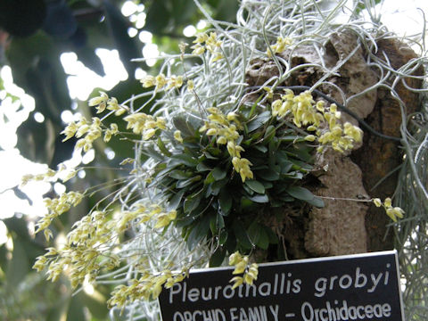 Pleurothallis grobyi