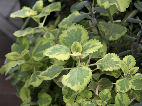 Plectranthus ciliatus cv. Lemon Twist