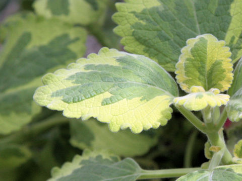 Plectranthus ciliatus cv. Lemon Twist