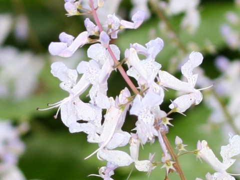 Plectranthus madagascariensis