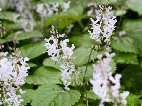 Plectranthus madagascariensis