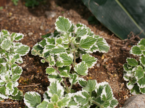 Plectranthus madagascariensis cv. Variegated Mintleaf