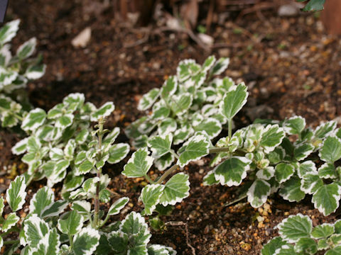 Plectranthus madagascariensis cv. Variegated Mintleaf