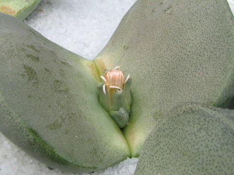 Pleiospilos magnipunctatus