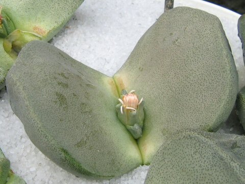 Pleiospilos magnipunctatus