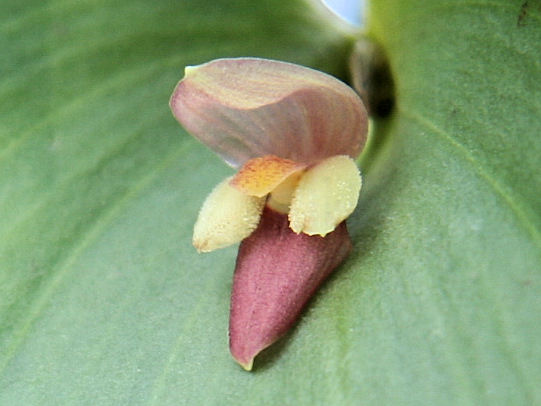 Pleurothallis marthae