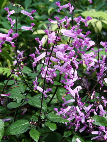 Plectranthus cv. Mona Lavender