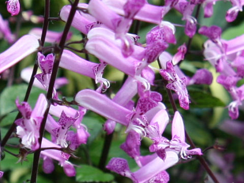 Plectranthus cv. Mona Lavender