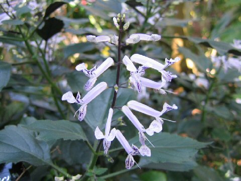 Plectranthus cv. Mona Lavender