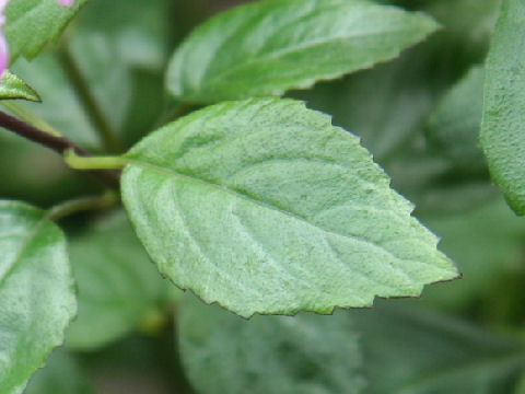 Plectranthus cv. Mona Lavender