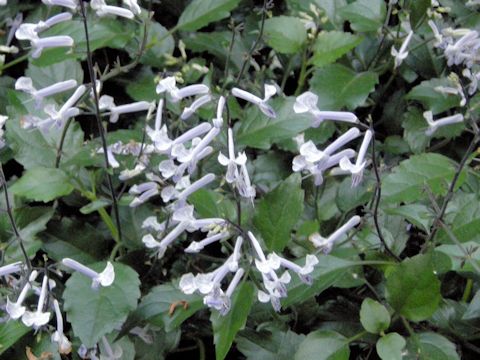 Plectranthus cv. Mona Lavender