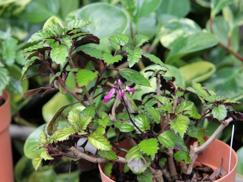 Plectranthus cv. Mona Lavender