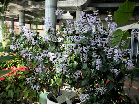 Plectranthus cv. Mona Lavender