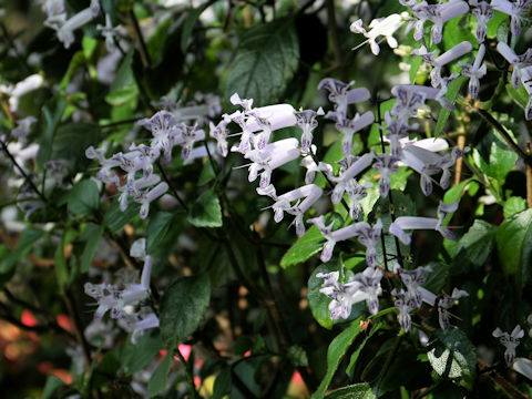 Plectranthus cv. Mona Lavender