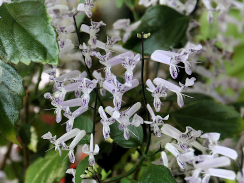 Plectranthus cv. Mona Lavender