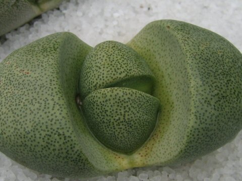 Pleiospilos nelii