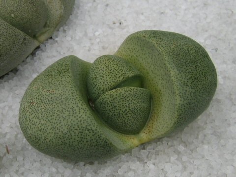 Pleiospilos nelii