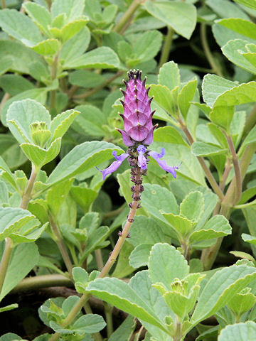 Plectranthus ornatus