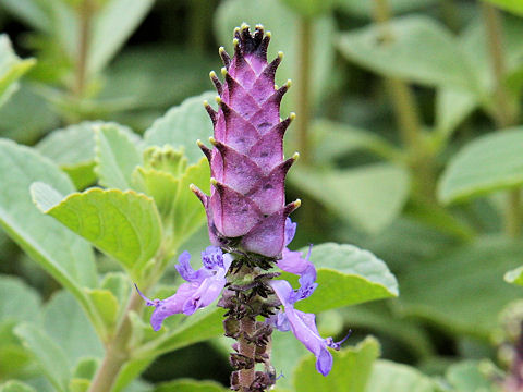 Plectranthus ornatus