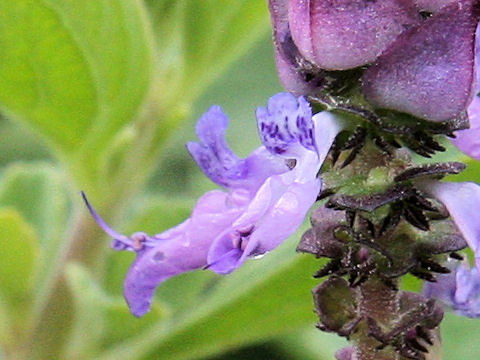 Plectranthus ornatus