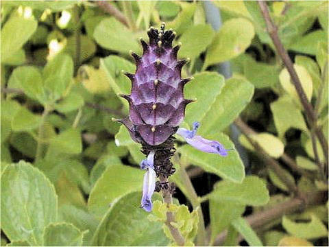 Plectranthus ornatus