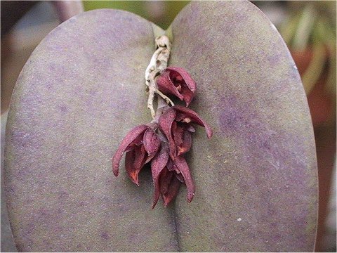 Pleurothallis prolifera