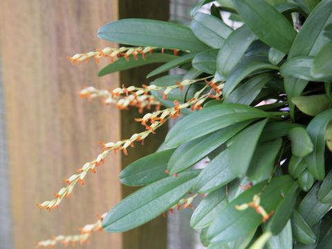 Pleurothallis tubata