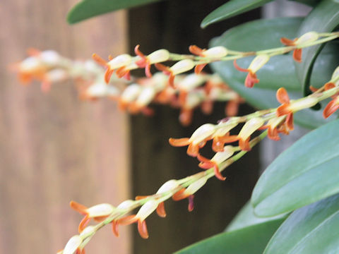 Pleurothallis tubata