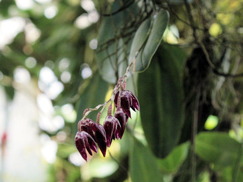 Pleurothallis sp.