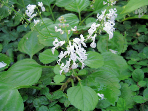 Plectranthus verticillatus