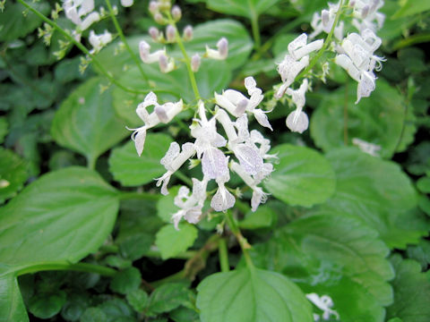 Plectranthus verticillatus