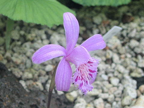 Pleione yunnanensis