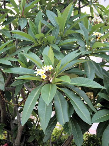 Plumeria alba