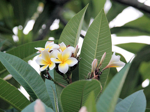 Plumeria alba