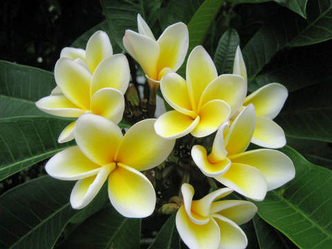 Plumeria alba