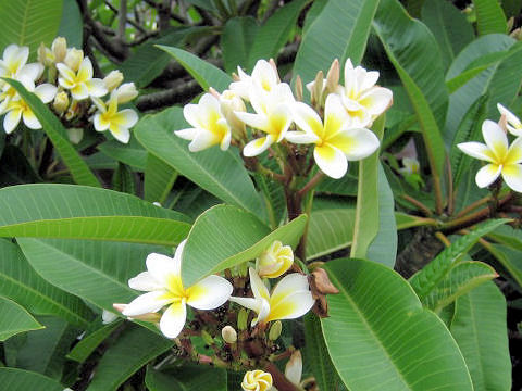 Plumeria alba