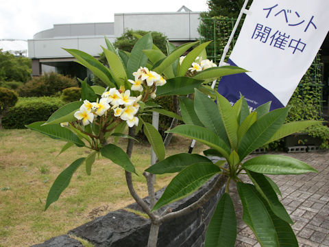 Plumeria alba