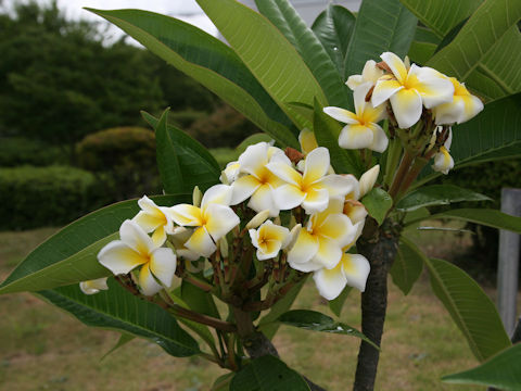 Plumeria alba