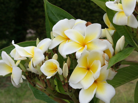 Plumeria alba