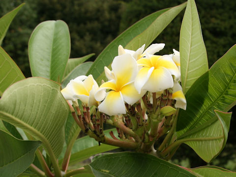 Plumeria alba